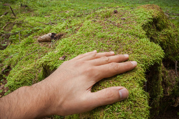 caressing a surface of green moss with an hand inside the forest