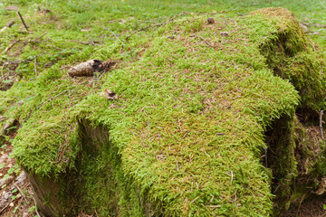 a surface of green moss inside the forest
