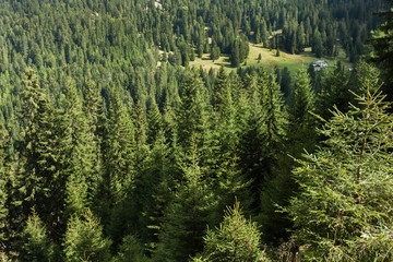 wide view from a typical forest of larches in the Italian Alps