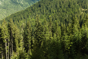wide view from a typical forest of larches in the Italian Alps © TonelloPhotography