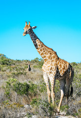 Naklejka na ściany i meble A young, wild baby giraffe and a kudu in standing in the Savannah of South Africa.