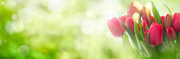 Fototapeta premium Tulipany na wiosny tle