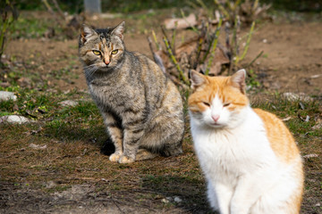 Naklejka na ściany i meble gray cat and ginger cat sit on the lawn