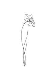 continuous line drawing of flower - 252819011