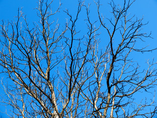 branches of an old tree against the background of blue sky