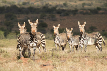 Obraz premium Mountain Zebra Family