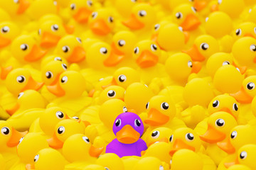 Fototapeta Unique purple toy duck among many yellow ones. Standing out from crowd, individuality and difference concept obraz