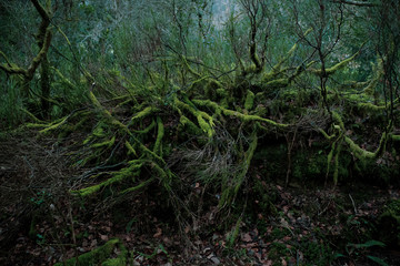 Racines d'arbres
