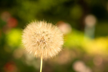 One flower of a flowered dandelion on a background of green grass and flowers in spring