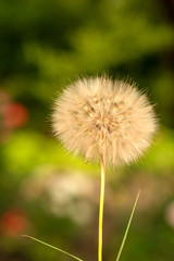 One flower of a flowered dandelion on a background of green grass and flowers in spring