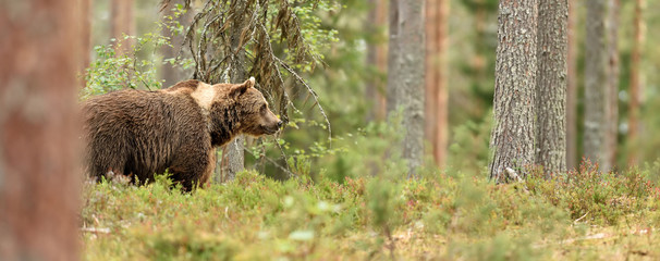 European Brown Bear (Ursus arctos) in the summer forest. Big male brown bear in natural habitat.
