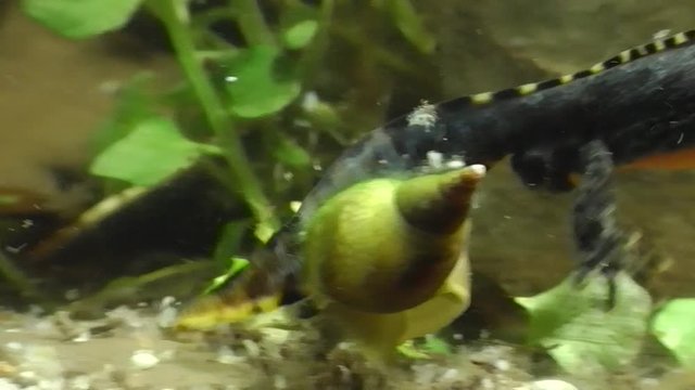 Bergmolche, Alpine newt, Ichthyosaura alpestris
