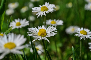 Common daisies in the meadow (macro). Bellis perennis flowers background