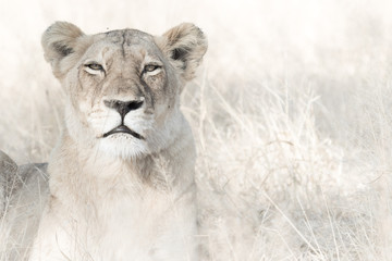 Birmingham’s strength