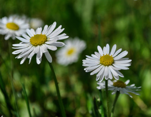 Common daisies in the meadow (macro). Bellis perennis flowers background © Darko