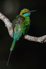 The Little Green Bee-eater, Merops orientalis is sitting on the twig, nice colorful background with interesting bokeh, Srí Lanka