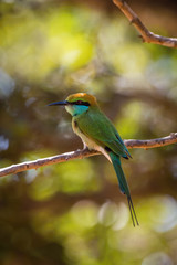 The Little Green Bee-eater, Merops orientalis is sitting on the twig, nice colorful background with interesting bokeh, Srí Lanka
