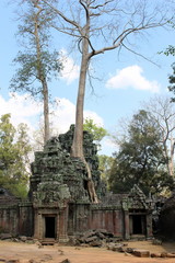 Giant trees and Ta Prohm ruins in Angkor, Cambodia