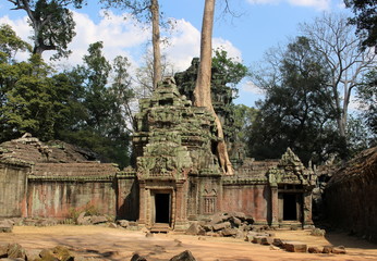 Giant trees and Ta Prohm ruins in Angkor, Cambodia