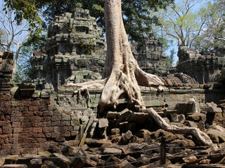 Giant tree roots and Ta Prohm ruins in Angkor, Cambodia