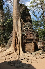 Giant tree (spung)  and Ta Prohm ruins in Angkor, Cambodia