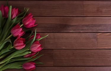 Closeup on beautiful pink tulips