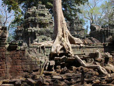Giant tree roots and Ta Prohm ruins in Angkor, Cambodia
