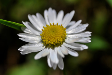 Fototapeta premium Common daisies in the meadow (macro). Bellis perennis flowers background