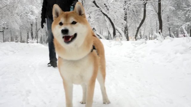 A man walks with a beautiful dog in a snowy park. It is snowing, trees in the snow, drifts. Winter. Daytime. Fabulous weather. Shiba Inu smiles