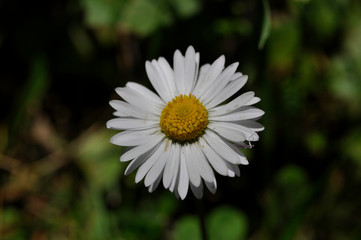 Common daisies in the meadow (macro). Bellis perennis flowers background © Darko