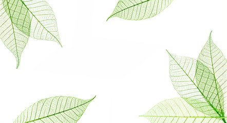 Transparent leaves composition  isolated on white background