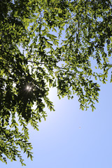 Baumblätter im Sommer