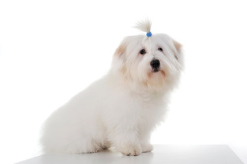 Studio shot of an adorable Maltese with a cute ponytail