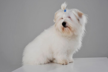 Studio shot of an adorable Maltese with a cute ponytail
