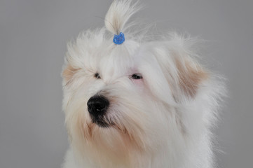 Portrait of an adorable Maltese with a cute ponytail
