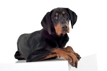 Studio shot of an adorable Erdélyi kopó looking curiously at the camera