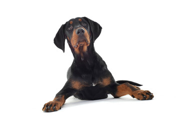 Studio shot of an adorable Erdélyi kopó looking up curiously