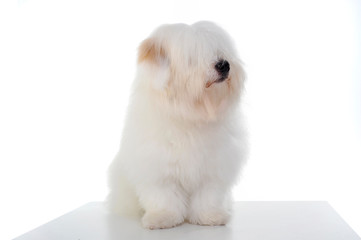 Studio shot of an adorable Maltese sitting with eyes covering hair