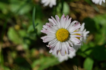 Common daisies in the meadow (macro). Bellis perennis flowers background © Darko
