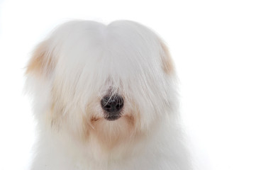Portrait of an adorable Maltese with funny, eyes covering hair