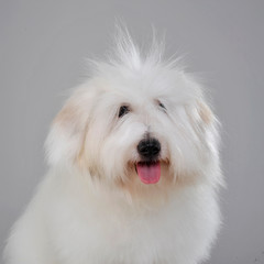 Portrait of an adorable Maltese with funny hair