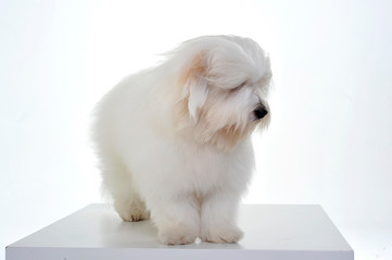 An adorable Maltese standing and looking curiously on white background