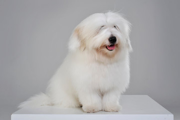 An adorable Maltese sitting and looking curiously at the camera