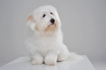 An adorable Maltese sitting and  looking curiously on grey background