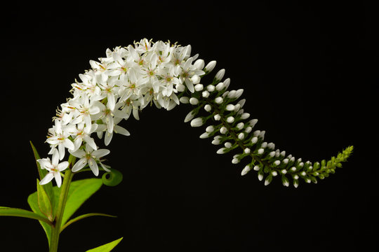 238 件の最適な トラノオ 画像 ストック写真 ベクター Adobe Stock