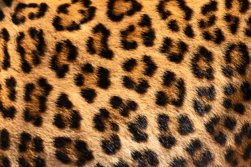Detail skin of leopard.