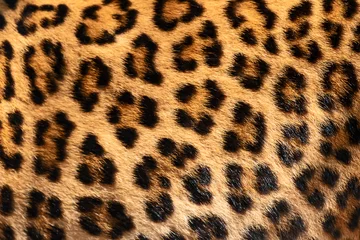  Detail skin of leopard. © ake