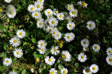 Common daisies in the meadow (macro). Bellis perennis flowers background © Darko