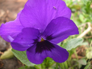 blue flower in the garden
