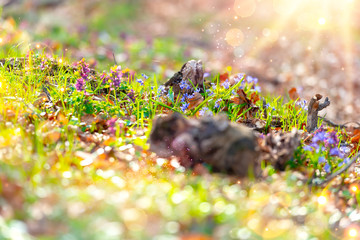Scenic spring close up flowers background in a sunny day, with blurred background and soft focus highlights. Natural ladscape backdrop with copy space for cards.